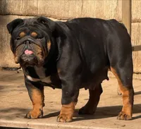 Voodoo, a female English Bulldog for sale in Gettysburg, PA – 2 of 2