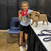 Hinge , a male French Bulldog for sale in Gettysburg, PA – Photo 2 of 2