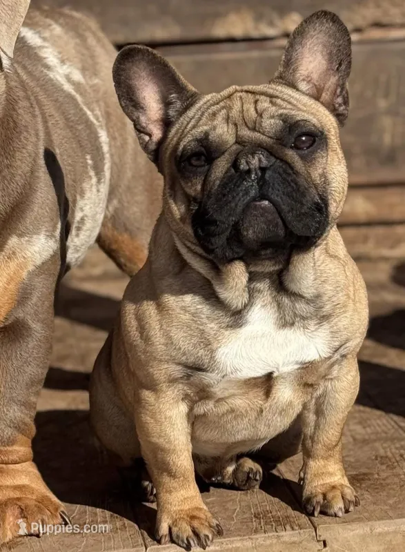 Hinge  – French Bulldog puppy for sale in Gettysburg, PA