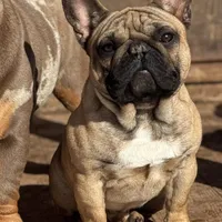 Hinge , a male French Bulldog for sale in Gettysburg, PA – Photo 1 of 2
