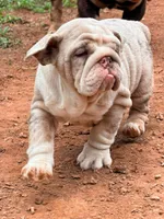 Peanut , a female English Bulldog for sale in Gettysburg, PA – 4 of 5