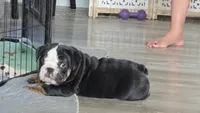 Bear, a male English Bulldog for sale in Gettysburg, PA – 5 of 6