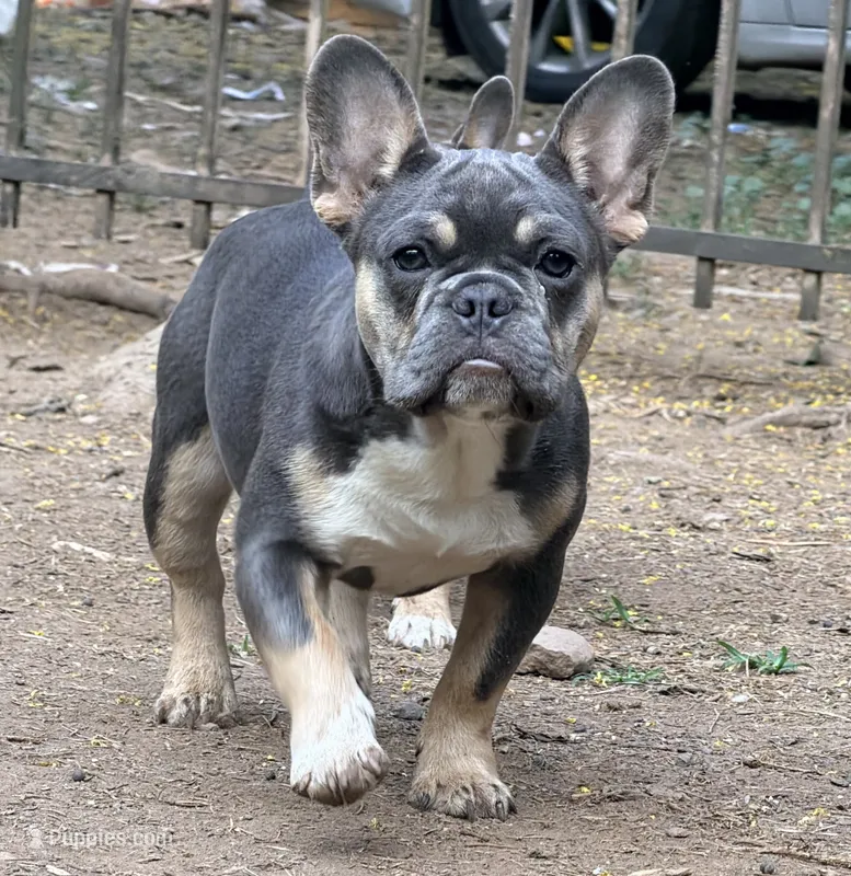 Plum – French Bulldog puppy for sale in Gettysburg, PA