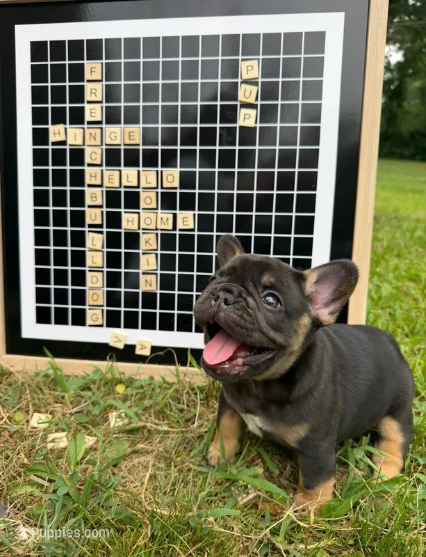 Himge – French Bulldog puppy for sale in Gettysburg, PA