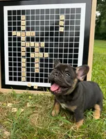 Himge, a male French Bulldog for sale in Gettysburg, PA – 1 of 6