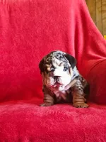 Miguel , a male English Bulldog for sale in Gettysburg, PA – 6 of 6