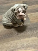 Prince, a male English Bulldog for sale in Gettysburg, PA – 2 of 4