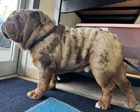 Suede, a male English Bulldog for sale in Gettysburg, PA – Photo 5 of 6