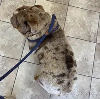 Suede, a male English Bulldog for sale in Gettysburg, PA – Photo 3 of 6