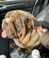 Suede, a male English Bulldog for sale in Gettysburg, PA – Photo 2 of 6