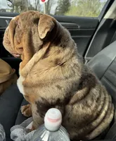 Suede, a male English Bulldog for sale in Gettysburg, PA – Photo 6 of 6