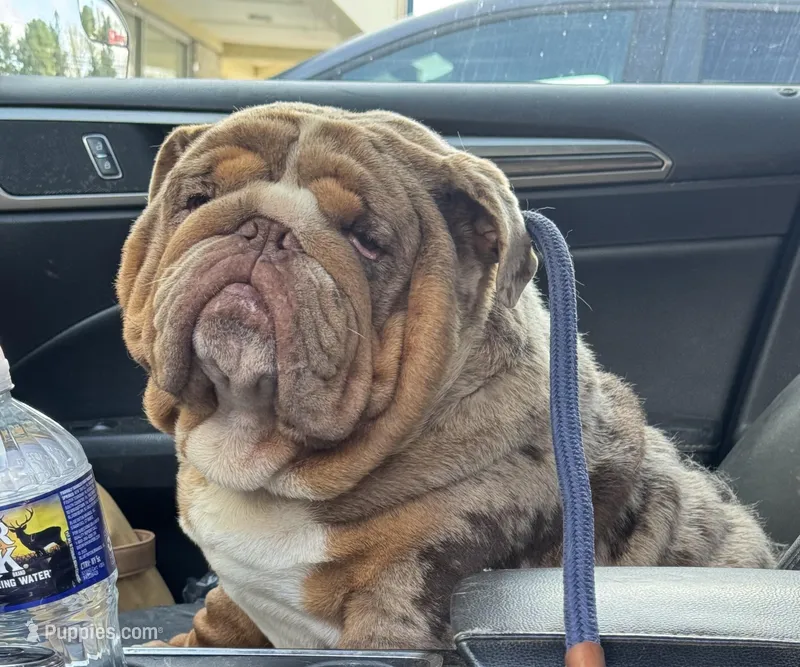 Suede, a male English Bulldog for sale in Gettysburg, PA – Photo 1 of 6