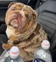 Suede, a male English Bulldog for sale in Gettysburg, PA – Photo 4 of 6