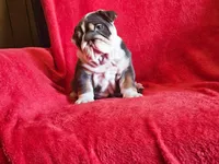 Pepita , a female English Bulldog for sale in Gettysburg, PA – 6 of 6