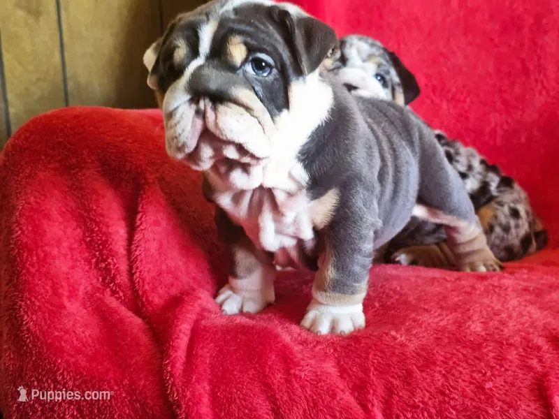 Pepita  – English Bulldog puppy for sale in Gettysburg, PA