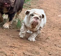 Peanut , a female English Bulldog for sale in Gettysburg, PA – 2 of 5