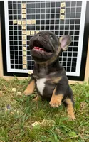 Himge, a male French Bulldog for sale in Gettysburg, PA – 4 of 6