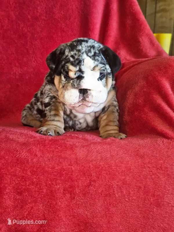Miguel  – English Bulldog puppy for sale in Gettysburg, PA