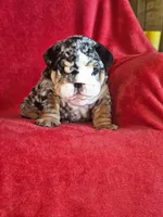 Miguel , a male English Bulldog for sale in Gettysburg, PA – 1 of 6