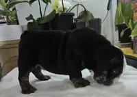 Bear, a male English Bulldog for sale in Gettysburg, PA – 4 of 6