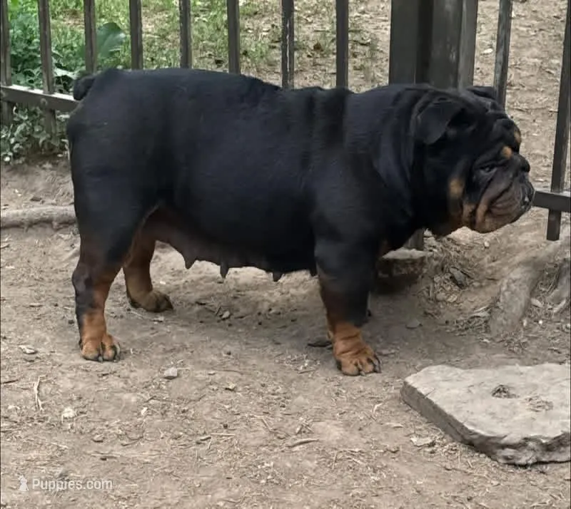 Voodoo – English Bulldog puppy for sale in Gettysburg, PA