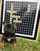 Himge, a male French Bulldog for sale in Gettysburg, PA – 3 of 6