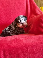 Miguel , a male English Bulldog for sale in Gettysburg, PA – 3 of 6