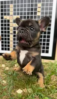 Himge, a male French Bulldog for sale in Gettysburg, PA – 2 of 6