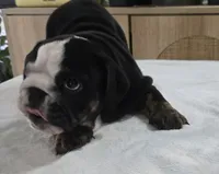 Bear, a male English Bulldog for sale in Gettysburg, PA – 2 of 6