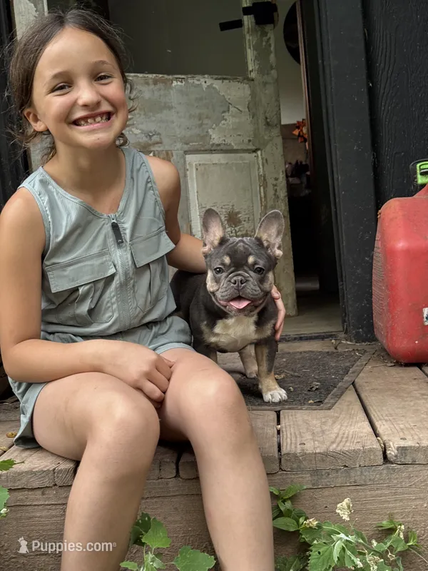 Piper – French Bulldog puppy for sale in Gettysburg, PA