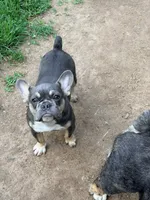 Plum, a female French Bulldog for sale in Gettysburg, PA – 2 of 2