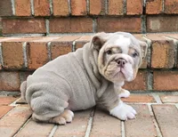 Bruce , a male English Bulldog for sale in Gettysburg, PA – 3 of 3