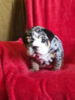 Miguel , a male English Bulldog for sale in Gettysburg, PA – 2 of 6