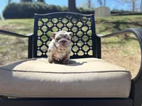 Peach, a female English Bulldog for sale in Gettysburg, PA – Photo 7 of 10