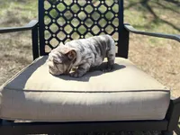 Peach, a female English Bulldog for sale in Gettysburg, PA – Photo 6 of 10