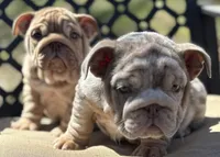 Peach, a female English Bulldog for sale in Gettysburg, PA – Photo 4 of 10