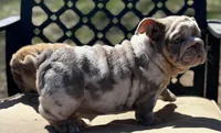 Peach, a female English Bulldog for sale in Gettysburg, PA – Photo 3 of 10