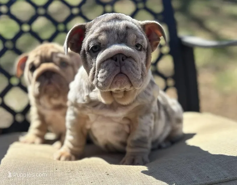 Peach – English Bulldog puppy for sale in Gettysburg, PA
