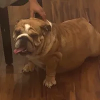 Peach, a female English Bulldog for sale in Gettysburg, PA – Photo 9 of 10