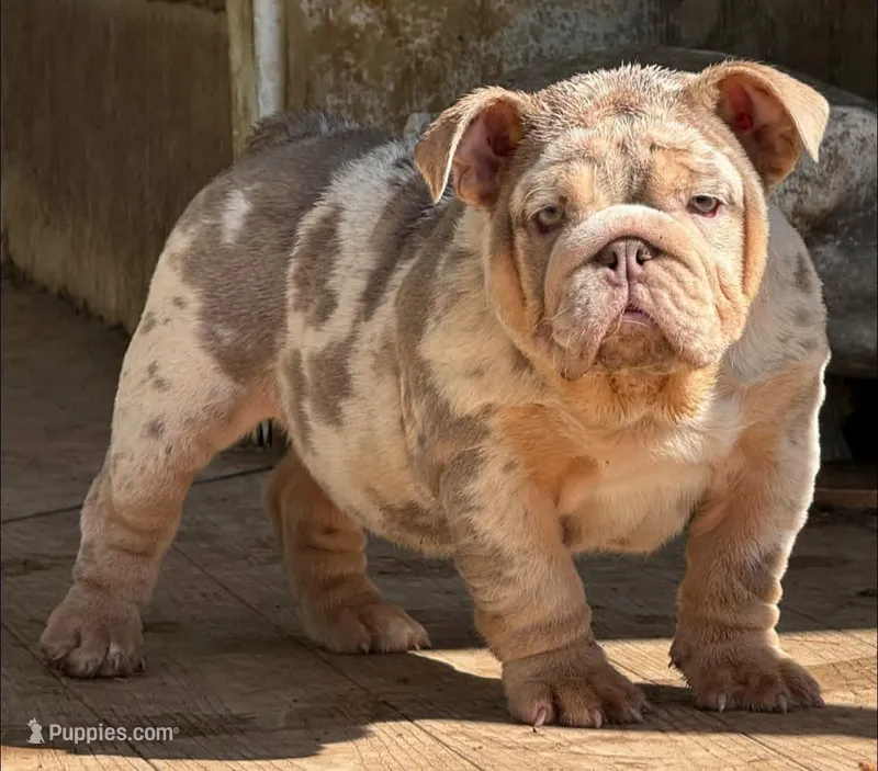Peach – English Bulldog puppy for sale in Gettysburg, PA
