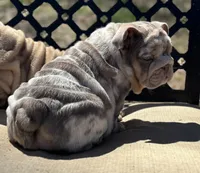 Peach, a female English Bulldog for sale in Gettysburg, PA – Photo 2 of 10