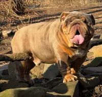 Peach, a female English Bulldog for sale in Gettysburg, PA – Photo 10 of 10