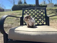 Peach, a female English Bulldog for sale in Gettysburg, PA – Photo 8 of 10