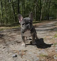 Tulip , a female French Bulldog for sale in Gettysburg, PA – Photo 5 of 5