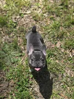 Tulip , a female French Bulldog for sale in Gettysburg, PA – Photo 3 of 5