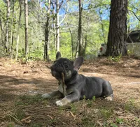 Tulip , a female French Bulldog for sale in Gettysburg, PA – Photo 4 of 5