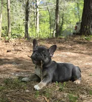 Tulip , a female French Bulldog for sale in Gettysburg, PA – Photo 2 of 5