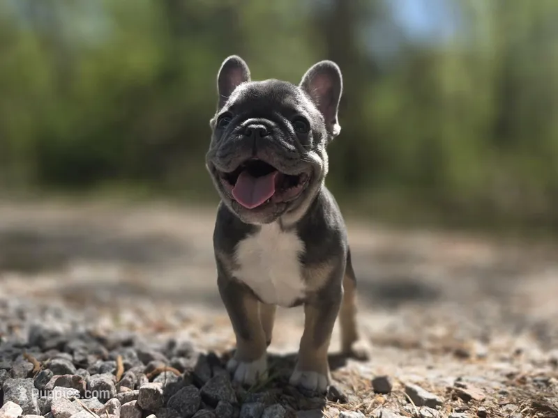 Tulip  – French Bulldog puppy for sale in Gettysburg, PA