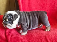 Pepita , a female English Bulldog for sale in Gettysburg, PA – 4 of 6