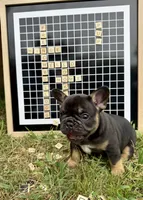 Himge, a male French Bulldog for sale in Gettysburg, PA – 6 of 6